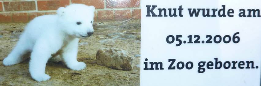 Berlin, Zoologischer Garten, Eisbaer Knut