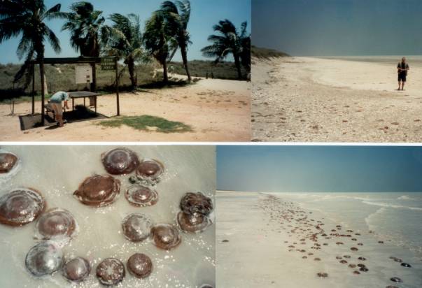 Westaustralien Rundreise, Port Hedland, 80 Meilen Strand