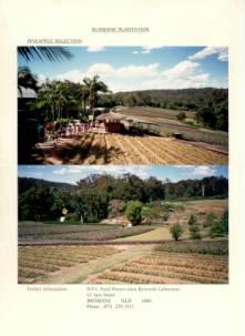 Australien Rundreise, Queensland, Sunshine Plantation, Ananas, Avocados, Macadamia Nuss, Papayas, Pineapple