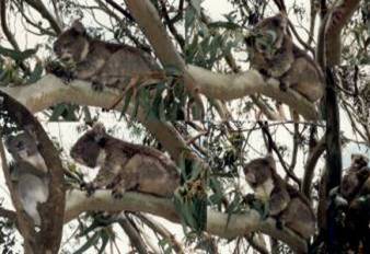 Australien Rundreise, South Australia, Kangaroo Island, Inselrundfahrt, Kaeguruhs, Koalas, Pinguine, Seeloewen, Koalabaer