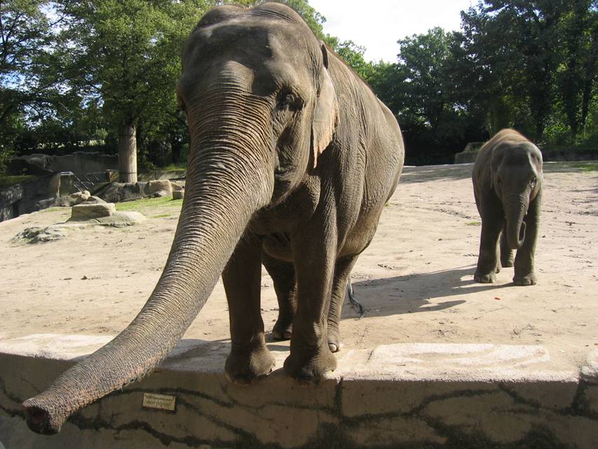 Hamburg, Tierpark Carl Hagenbeck, Asiatische Elefanten
