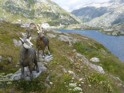 Schweiz Rundreise, Grimselpass, Gaemse